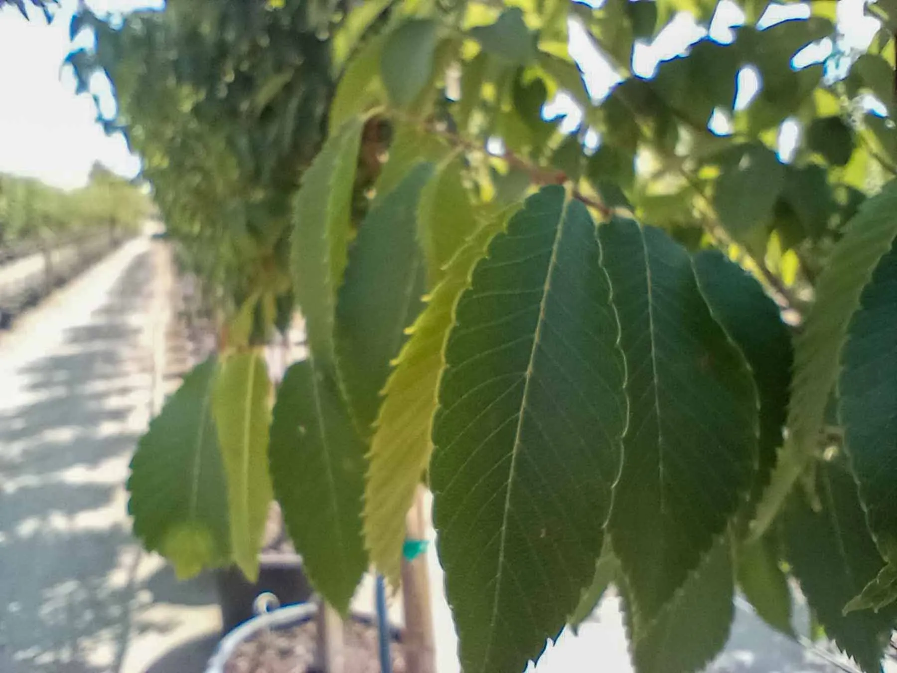 Musashino Columnar Zelkova Tree Garden Gate Nursery